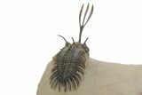 Spiny Trident Walliserops Trilobite - Foum Zguid, Morocco #353101-4
